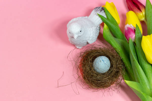 Easter composition with an egg in a nest, a white bird with yellow and pink tulips on a pink background. Easter card. Copy of the space. stock photo