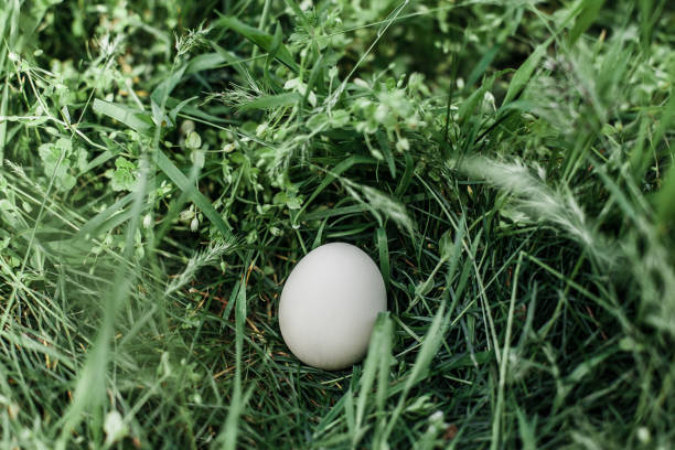 påskkoncept - färgglada ägg i grönt glas - easter egg bildbanksfoton och bilder