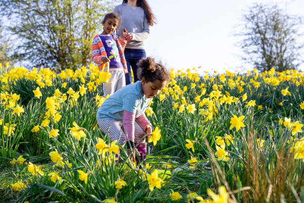 Easter Egg Adventures A mother and her two young daughters walking through a field of daffodil flowers in Hexham, Northumberland. They are searching for eggs on an Easter egg hunt, they are holding their baskets to collect the eggs. easter sunday stock pictures, royalty-free photos & images