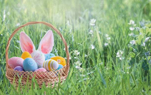 Easter egg hunt concept. Easter eggs painted in pastel colors in basket and Easter bunny ears behind a basket on a green meadow on sunny day. Easter egg hunt concept. easter sunday stock pictures, royalty-free photos & images