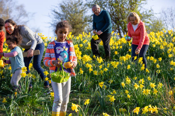 Easter Egg Hunt A multi-gen family walking through a field of daffodil flowers in Hexham, Northumberland. They are searching for eggs on an Easter egg hunt, they are holding their baskets to collect the eggs. easter sunday stock pictures, royalty-free photos & images