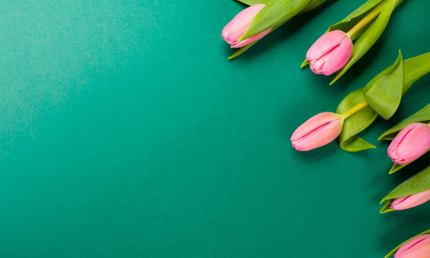 Easter Green Background with Pink Tulip Flowers stock photo