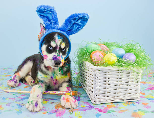 Easter Husky Puppy stock photo