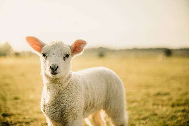 Easter Lamb Easter Lamb lamb animal stock pictures, royalty-free photos & images