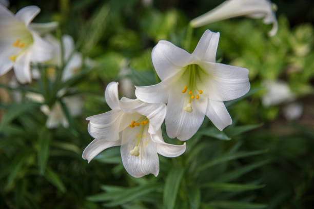 Easter lilies in spring  easter sunday stock pictures, royalty-free photos & images
