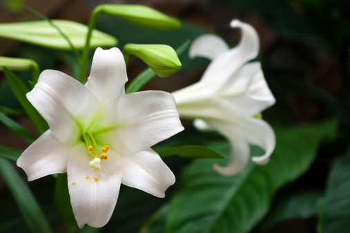Easter Lilies Stock Photo Download Image Now Istock,Types Of Hamsters