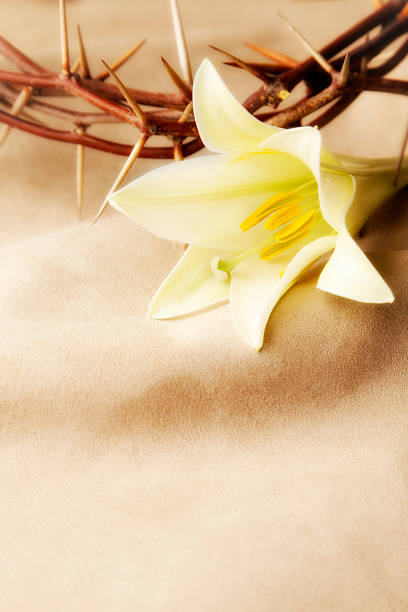 Easter Lily and Crown of Thorns  good friday stock pictures, royalty-free photos & images