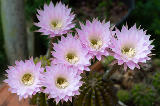 Easter Lily Cactus with flowers in full bloom (Echinopsis oxygona) Easter Lily Cactus with flowers in full bloom (Echinopsis oxygona) Echinopsis oxygona stock pictures, royalty-free photos & images