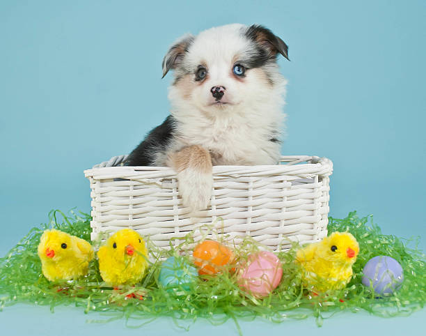 Easter Puppy stock photo