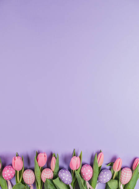 Easter Purple Background with Easter Eggs and Tulip Flowers in Pink Color stock photo