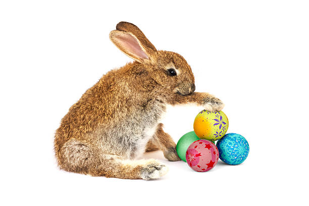 Easter Rabbit stock photo