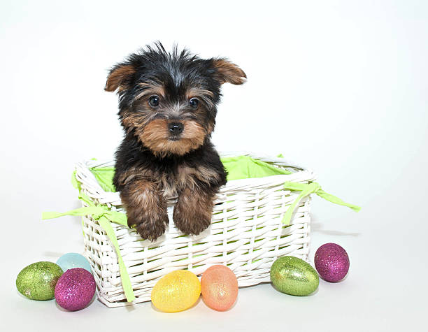 Easter Yorkie Puppy stock photo
