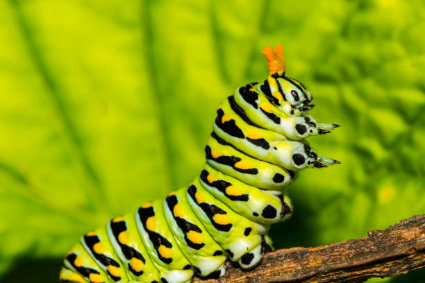 Eastern Black Swallowtail Caterpillar stock photo
