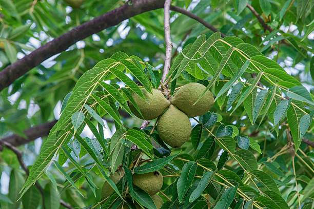 Eastern black walnut fruits stock photo