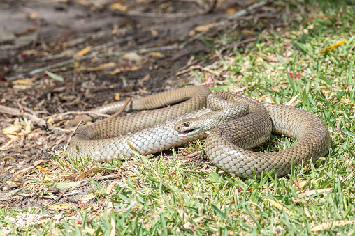Eastern Brown snake (Pseudonaja Textilis) which is a native species in Australia and the second most deadly snake in the world