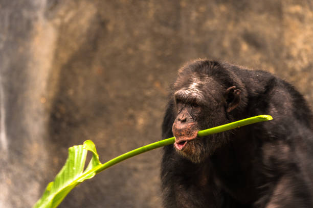 Eastern chimpanzee female feeding stock photo