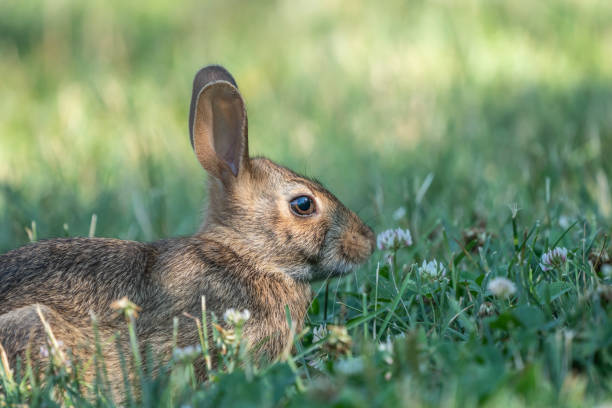 Eastern Cottontail Rabbit stock photo