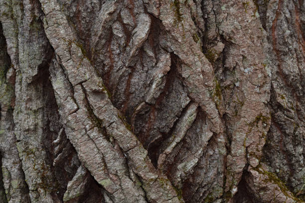 Eastern cottonwood bark, horizontal stock photo