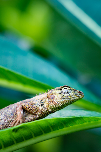 One common Oriental Garden Lizard (Calotes versicolor) is sitting on a Frangipani Leelawadee Plumeria plant.  These small reptiles frequent urban and rural garden areas in Thailand and Southeast Asia.  Image taken in Ko Lanta, Krabi province, Thailand.