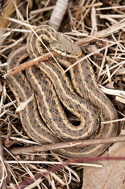 Eastern garter snake - Thamnophis sirtalis stock photo
