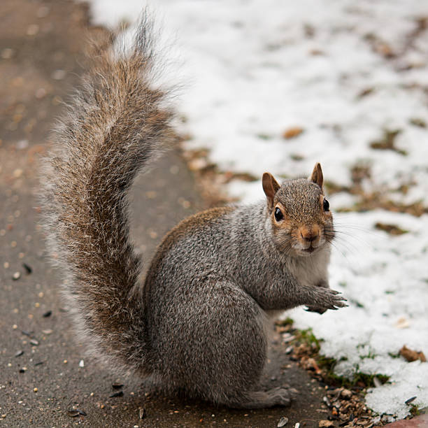 Eastern gray squirrel stock photo