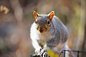istock Eastern Grey Squirrel 1357734758