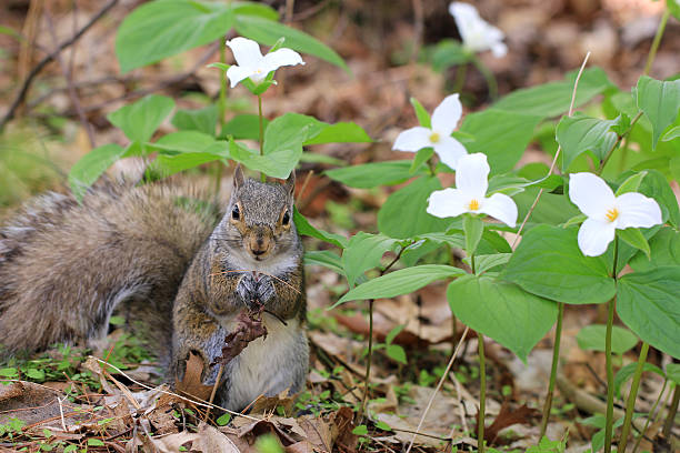 Eastern Grey Squirrel sitting near white Trillium flowers stock photo