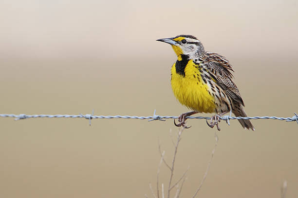Eastern meadowlark (Sturnella magna) on wire, Kissimmee, Florida, USA Eastern meadowlark (Sturnella magna) on wire, Kissimmee, Florida, USA meadowlark stock pictures, royalty-free photos & images