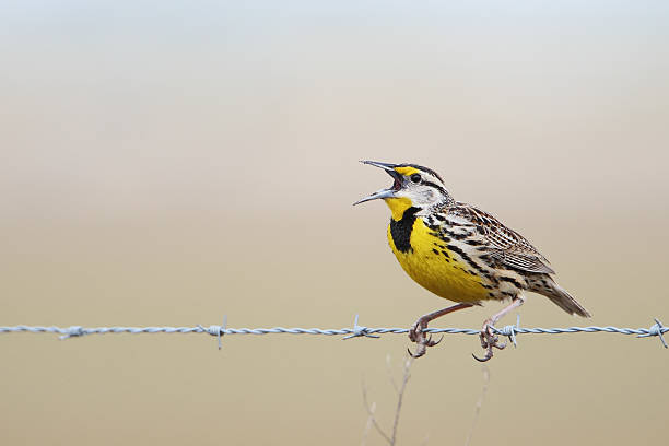 Eastern meadowlark (Sturnella magna) on wire singing, Kissimmee, Florida, USA Eastern meadowlark (Sturnella magna) on wire singing, Kissimmee, Florida, USA meadowlark stock pictures, royalty-free photos & images