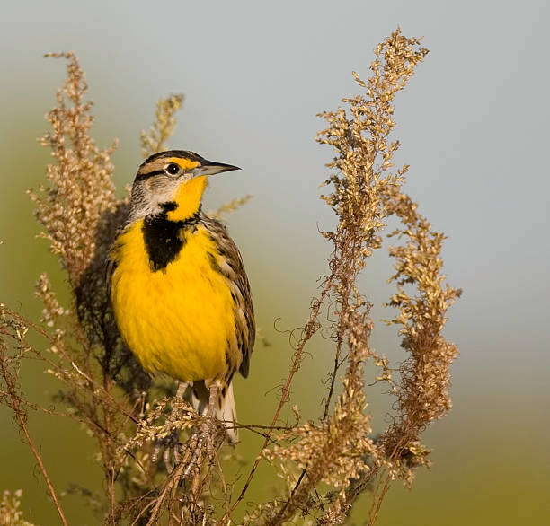 Eastern Meadowlark perched in a plant  meadowlark stock pictures, royalty-free photos & images