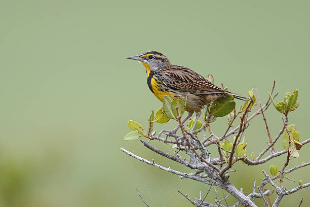 Eastern Meadowlark perched in a shrub - Florida Eastern Meadowlark (Sturnella magna) perched in a shrub - Merritt Island, Florida meadowlark stock pictures, royalty-free photos & images