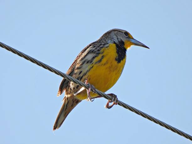 Eastern Meadowlark (Sturnella magna) perched on the telephone cable Eastern Meadowlark profile meadowlark stock pictures, royalty-free photos & images