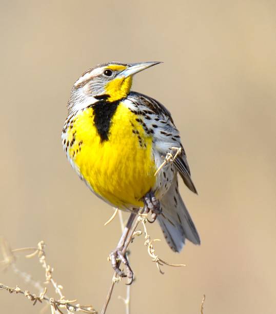 Eastern Meadowlark Eastern Meadowlark meadowlark stock pictures, royalty-free photos & images