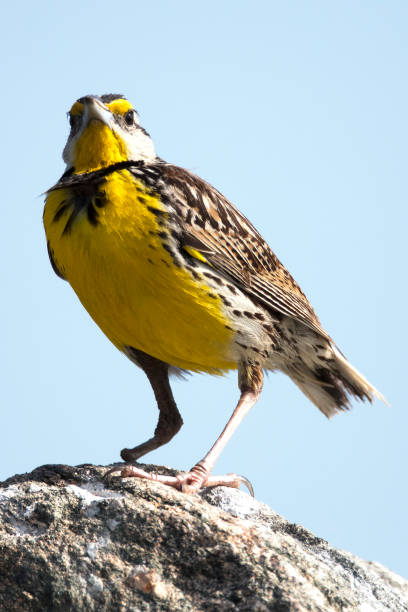 Eastern Meadowlark Eastern Meadowlark meadowlark stock pictures, royalty-free photos & images