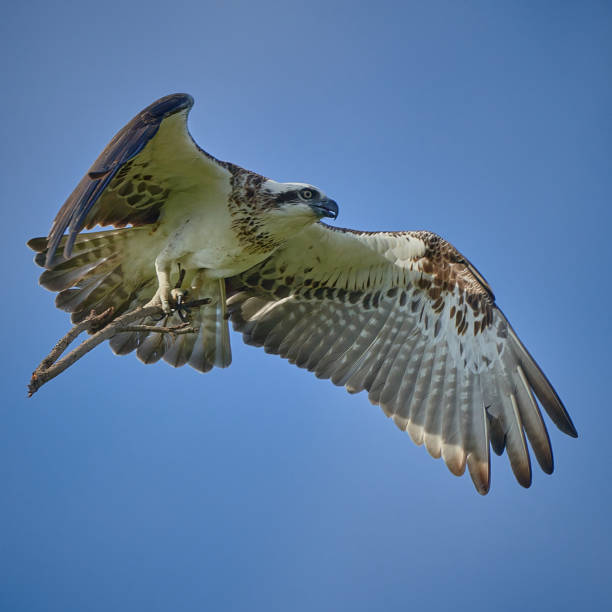 Eastern Osprey, Central Coast, New South Wales stock photo