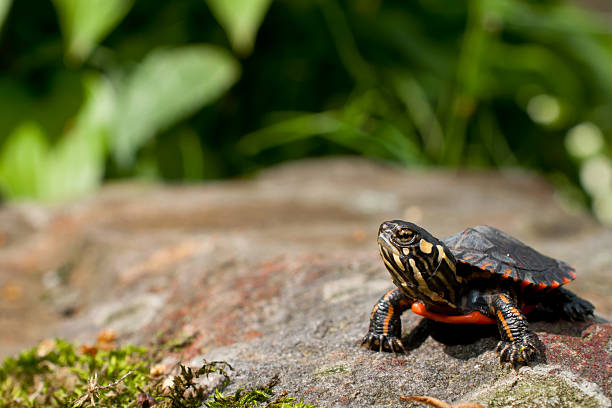 Eastern Painted Turtle stock photo