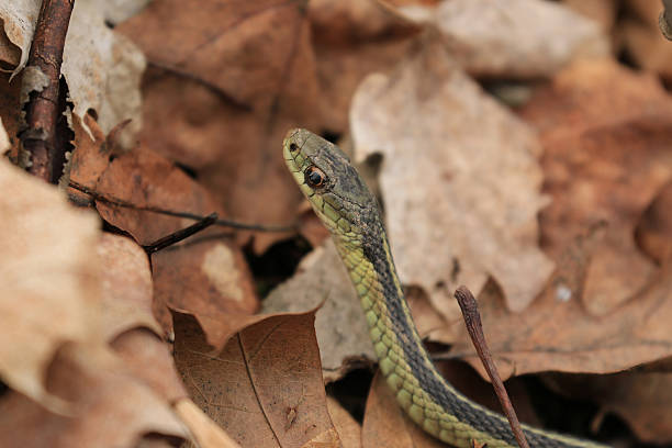 Eastern Ribbon Snake (Thamnophis sauritus), Ontario, Canada stock photo