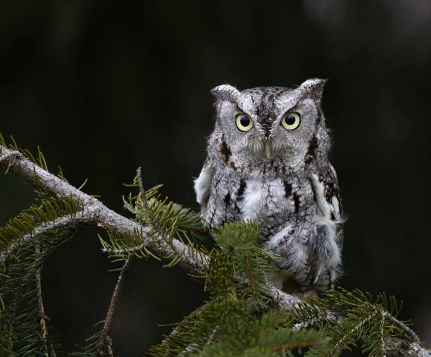 Eastern Screech Owl and Copyspace stock photo