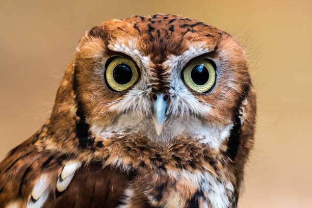 Eastern Screech Owl Staring stock photo