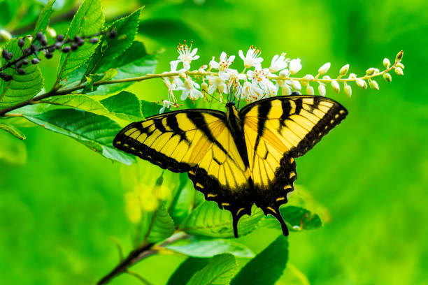 Eastern Tiger Swallowtail Eastern Tiger Swallowtail butterfly proboscis in flower during the summer season butterfly garden stock pictures, royalty-free photos & images