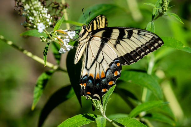 Eastern Tiger Swallowtail (Papilio glaucus)(female) Eastern Tiger Swallowtail (Papilio glaucus)(female) feeding on a flower arthropod stock pictures, royalty-free photos & images