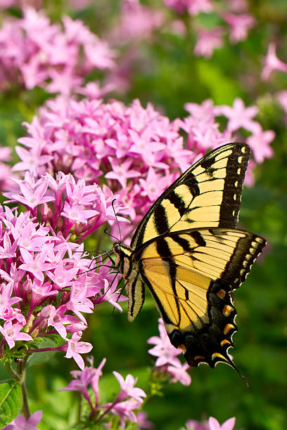 Eastern Tiger Swallowtail An Eastern Tiger Swallowtail sips nectar from pink flowers in the garden. butterfly flower stock pictures, royalty-free photos & images