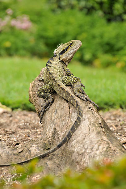 Eastern water dragon on a tree trunk stock photo
