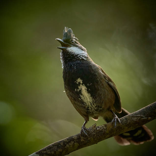 Eastern Whipbird, Sydney, New South Wales stock photo