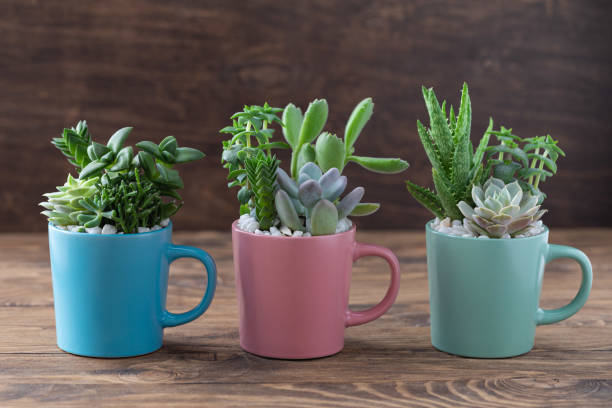 Easy handmade home decoration with succulents in colourful mugs Handmade vintage home decoration with succulents in colourful tea mugs, coffee cups, present concept upcycling stock pictures, royalty-free photos & images