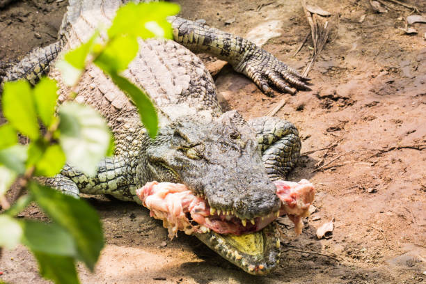 Crocodile Eating Stock Photos, Pictures & Royalty-Free ...