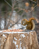 A squirrel on a stump is gathering food and looking cute