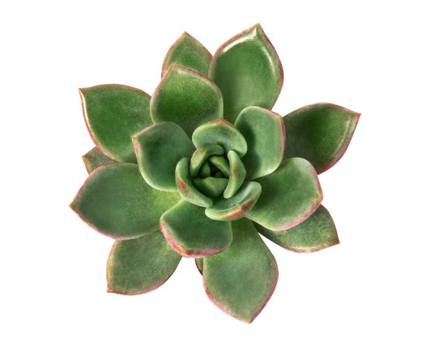 Echeveria apus, Echeveria cactus, Top view, isolated on white background with clipping path  caenorhabditis elegans stock pictures, royalty-free photos & images