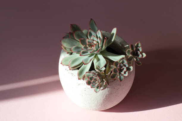 Echeveria elegans in round ceramic flower pot on pink background surrounded by light and shadow  caenorhabditis elegans stock pictures, royalty-free photos & images