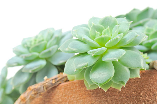 Echeveria Elegans (Hen and Chicks) Plant in Pot Echeveria elegans (hen and chicks) plant in a pot against a white background caenorhabditis elegans stock pictures, royalty-free photos & images